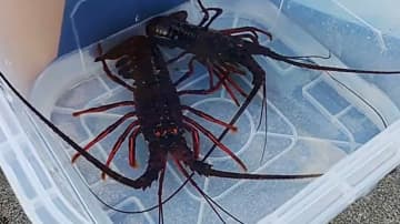 カレイが釣れずイセエビが…真冬の海で起きている異変 「黒潮続流」がもたらす高海水温が原因か【宮城発】