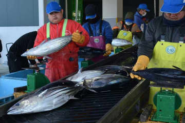 初ガツオ、港町に活気　千葉・勝浦　中型サイズ中心に13トン　一番船は三重県の漁船