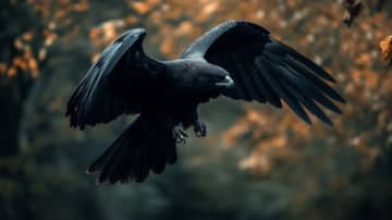 虫の知らせ？父が亡くなる直前、カラスが窓辺に出現　すると電話が鳴り「早く実家に来て～お父さんが死んでる」