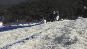 干された真っ白な大根で雪が積もったかのよう…　「切り干し大根」作り最盛期　三重・御浜町