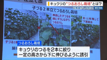収穫量が1.4倍！キュウリの「つるおろし栽培」とは？県の研究員が成果発表 山梨