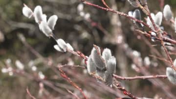 春の訪れを予感　自生の「ネコヤナギ」芽吹く　三重・熊野市