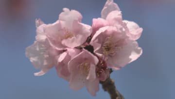 「バイカオウレン」や「カンヒザクラ」春の訪れを告げる花が咲き始め　三重