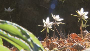 “有泉さん”が遺したセツブンソウ 今年も可憐に 30年余大切に世話 山梨・市川三郷町