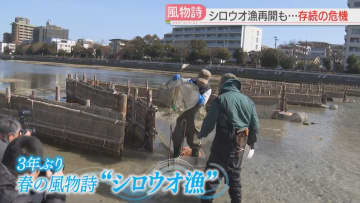室見川の春の風物詩「シロウオ漁」3年ぶり再開　漁獲量激減で存続の危機　伝統の風景と味を守るために