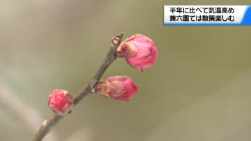 南からの暖かい空気流れ込み気温上昇の石川県内　ウメふくらむ兼六園で散策楽しむ