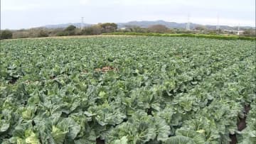 キャベツやハクサイ3月も高値続く見通し　春キャベツ生育遅れ…レタス小玉に　主要な野菜15品目中12品目が高値傾向　農水省
