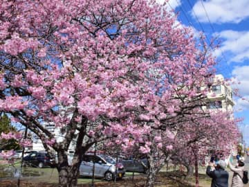 しらこ桜が見頃　海岸通りに500本　9日までライトアップ　千葉・白子町