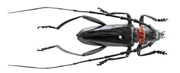 クビアカツヤカミキリ　柏で千葉県内初確認　倒木などの恐れ「すぐ駆除を」　特定外来生物