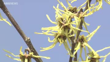 季節先取りの暖かさに！秋田県内の最高気温は4月中旬から下旬並みの見込み　春を告げるあの花も