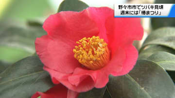 「華やかな綺麗な色」 石川・野々市市で“400品種以上のツバキ” 見頃迎える