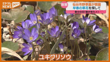 春が来た！「仙台市野草園」…冬季閉鎖終え開園、ユキワリソウにフクジュソウ