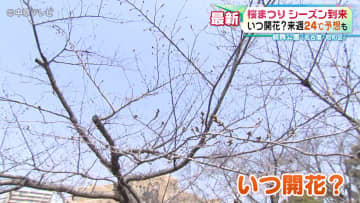 鶴舞公園の「桜まつり」 シーズン到来　桜はまだつぼみ･･･いつ開花？　名古屋・昭和区
