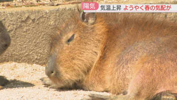 カピバラはひなたぼっこ　気温が急上昇　県内各地で4月中旬から下旬並みの暖かさ　福岡