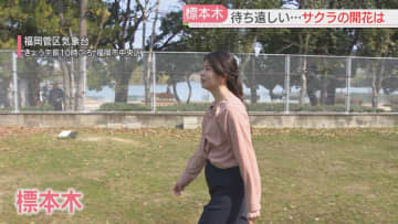 待ち遠しいサクラの開花　ソメイヨシノの標本木は今こんな感じです　来週も最高気温20℃超えが続きます