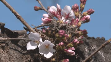 桜前線、愛媛に上陸　市独自観測の宇和島市で桜の開花宣言【愛媛】