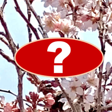 お庭にいっきに春がきた！満開のサクラにやってきたのは…？【中テレ投稿ボックス】