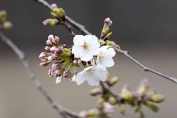 東京都心部で桜が開花　平年と同じ日に