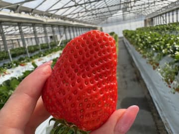 【柏・流山・野田】いちご狩りに菜の花のじゅうたん…春のおでかけにぴったりの人気記事を紹介！