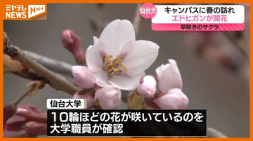 「春が来た」早咲きのサクラエドヒガン開花、仙台大学で（宮城・柴田町）