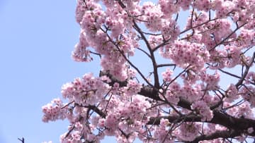 春本番！早咲きの「オオカンザクラ」が満開に　市内最早の花見名所　名古屋・東区