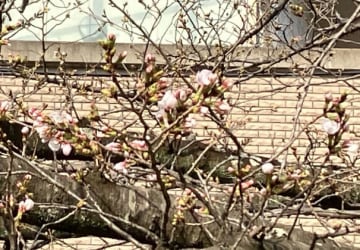 【速報】福岡で桜の開花発表