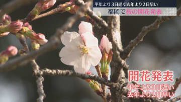 一夜明けると1輪→8輪に　福岡で桜が開花　平年より3日遅く去年より2日早い