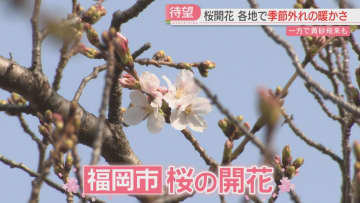 「かなりスピーディ」季節外れの暖かさで桜が一気に開花　満開は1週間から10日後の見込み　福岡