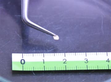 小さいからこそ価値がある！極小の化石たちが明らかにする大昔の地球の姿。最新の研究を取材した