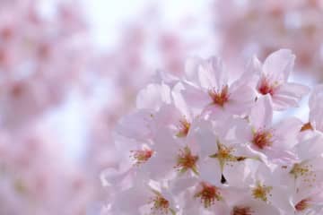 【シニアにおすすめ】2025年お花見イベントをご紹介！