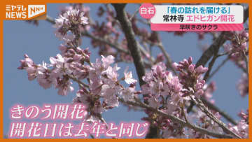 「春の訪れを皆さんにお届けできる」早咲きのサクラ、エドヒガン開花…白石市の常林寺（宮城）