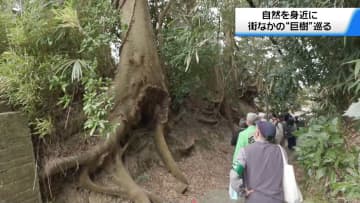 身近な自然を体感！　“街なかの巨樹”巡り　親子連れらが金沢・ひがし茶屋街周辺を探索