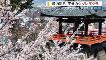 樹齢250年…宝寿院のシダレザクラが見ごろ 寒さで開花1週間遅く 山梨・市川三郷町