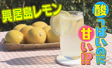 【松山の旬】酸っぱいのに甘い！？まぶしい黄色の「興居島レモン」アレンジレシピも