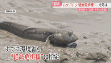 佐賀のシンボルで珍味としても愛されるムツゴロウ　国際団体が「絶滅危惧種」に指定　2010年以降に少なくとも30パーセント減少か　地元の反応は