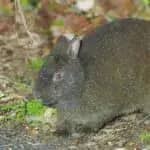 成熟に5年　島暮らしのウサギの著しい成長遅延を解明　岡山理科大学と東京大学