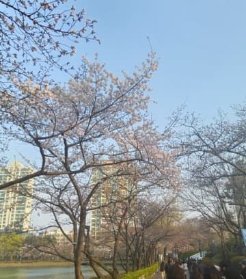 【韓流・韓国旅行】韓国ドラマによく登場する桜の名所、ソウルで花見するならどこがいい？実際に花見に行ってみると…