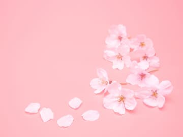 2025春・期間限定「桜の香り」おすすめアイテム12選！ ～ おうちでも桜満開のお花見気分を楽しもう！
