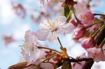 宴会だけじゃない！  日本人なら知っておきたいお花見の歴史と“大和言葉”を用いた現代ならではの楽しみ方