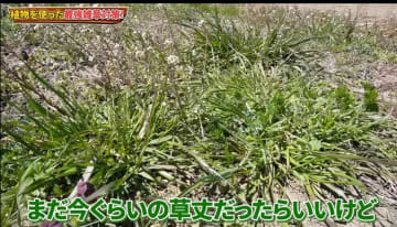 【家庭菜園の雑草対策】農家直伝！草刈りいらずの最強テクとは？