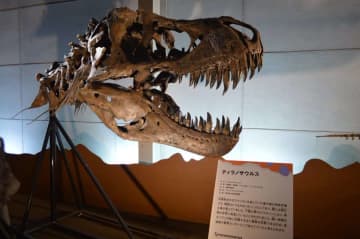 『アジアのティラノサウルス？』タルボサウルスとは ～恐竜界を揺るがせた命名論争