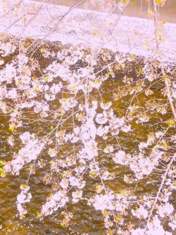 「桜は散ってからが本番？」この時期ならではの『花筏』を観に行こう