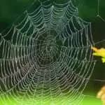 クモの糸の粘着成分中に「天然イオン液体」　室蘭工業大学などが発見
