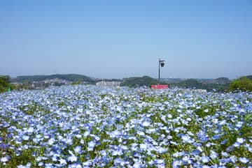 【入園無料！標高約70mの「天空の花畑」】空とネモフィラがつながる絶景スポット｜神奈川県