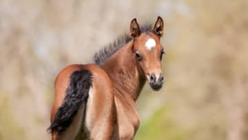 よく使われる「馬」の慣用句・ことわざ