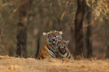 野性のトラを通して自然と人間の共存を問う 山田耕熙写真展「Nahar − Ranthambhore」
