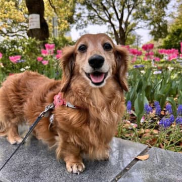 寂しい犬のサインとは？ 愛犬の寂しさからくる行動への対処法