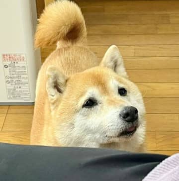 愛犬を実家へ連れて行ったら→“孫みたいな顔”でばぁばに甘えてる！　「しっかりおねだり顔」「よくできた柴犬や」とほっこり