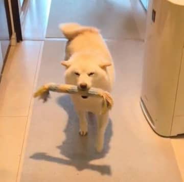 おもちゃをくわえて“ヒコーキ耳&おしりフリフリ”でお出迎え！　柴犬の可愛い歓迎に「一日の疲れが一瞬で吹っ飛ぶ」