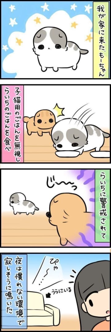 新しい家族、もーちゃんの慣れない環境【連載】もふもふスコたん#348